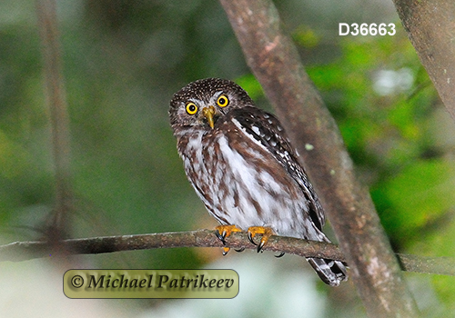 Glaucidium brasilianum
